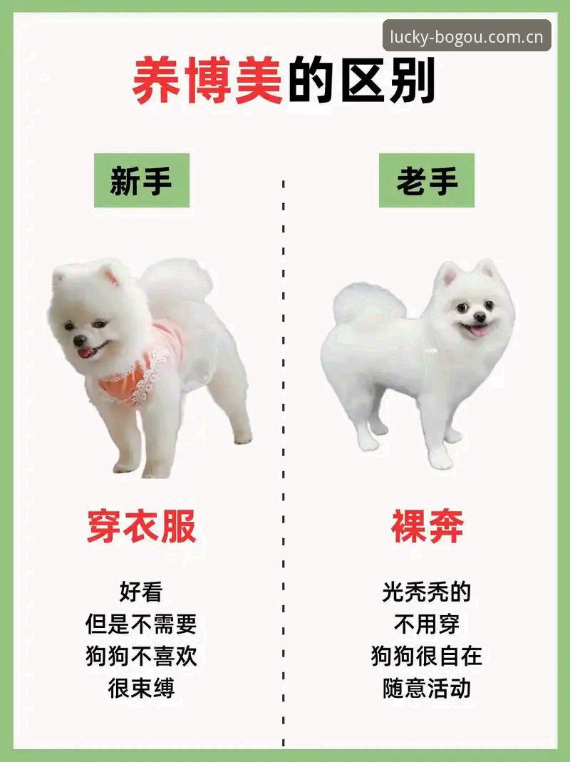 博狗官方入口 vs 普通入口：安全防护哪家强？全面对比与实测体验