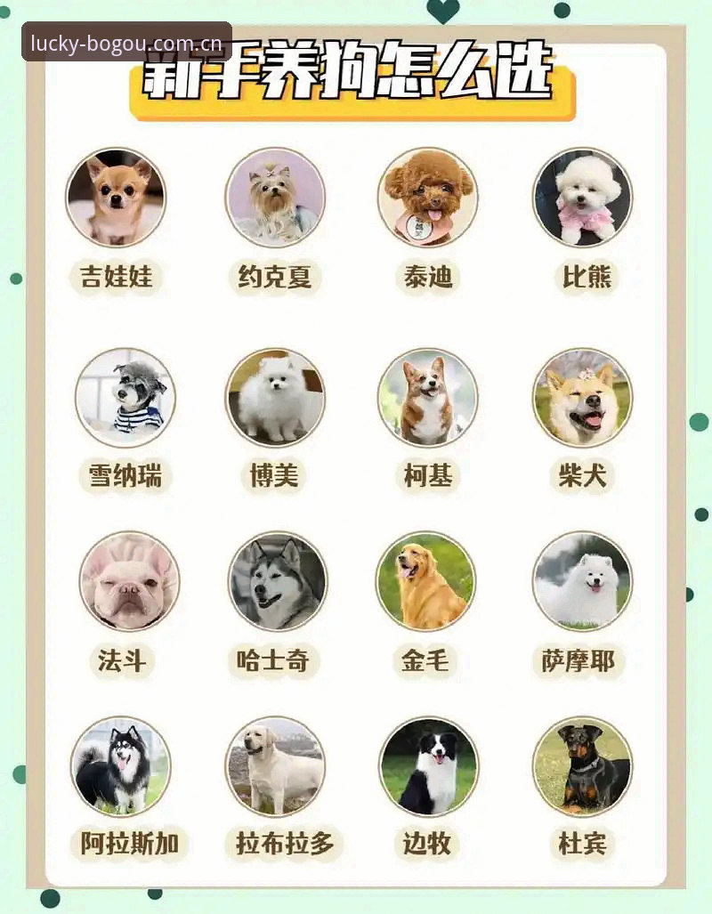 最新博狗app好用吗？老用户分享5个关键判断标准